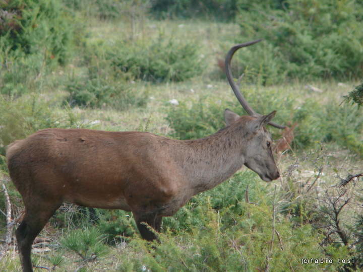 PASSIONE PER IL CERVO